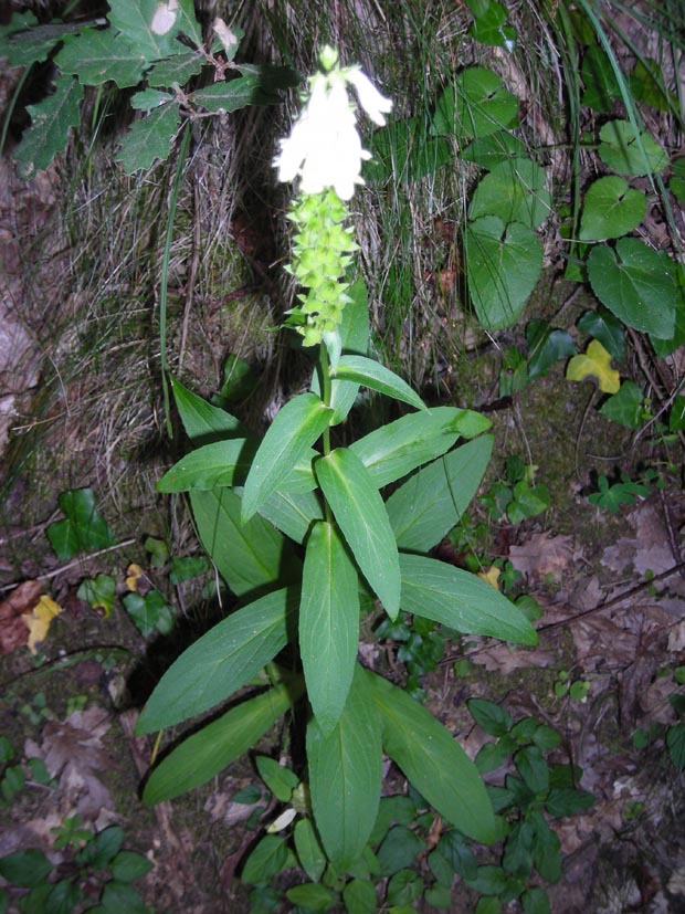Digitalis micrantha / Digitale appenninica